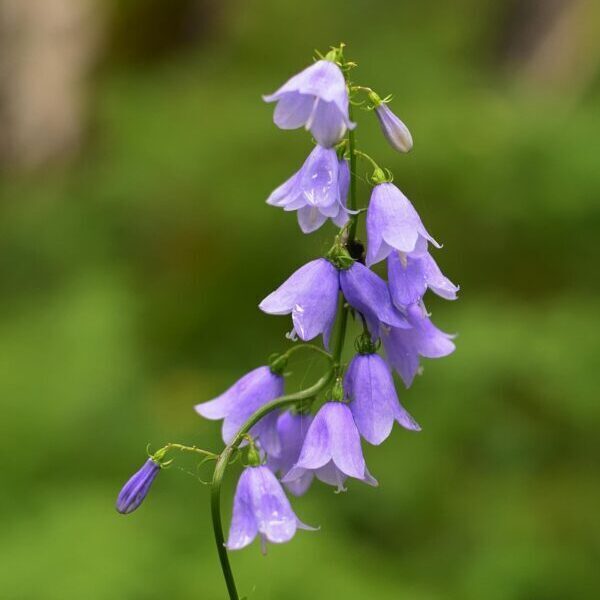 Close-up of blooming purple bellflowers against a blurred green background in a natural outdoor setting.